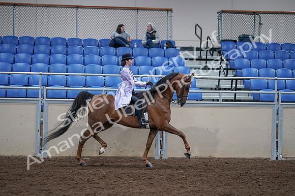 2020 - AB Morgan Horse - Fri, Sept 04 - 05098