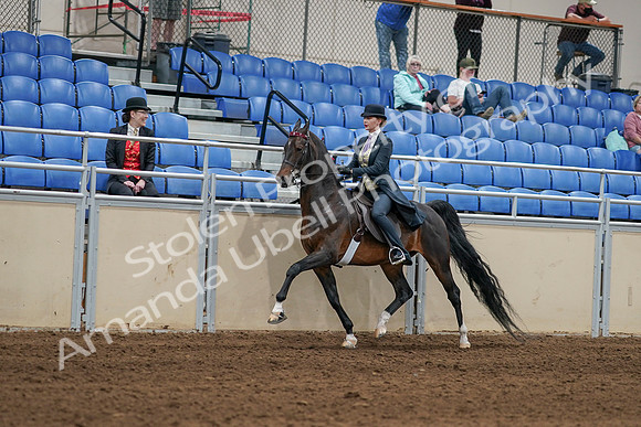 2020 - AB Morgan Horse - Sat, Sept 05 - 06293