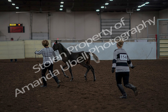2019 Morgan Horse Show - Aug 31, 2019 - 00061