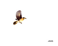 Birds - 005