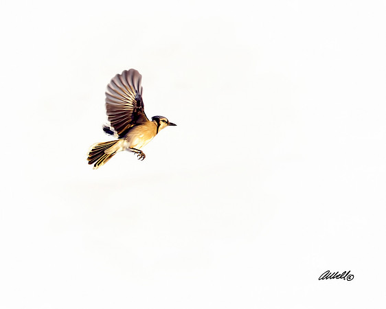 Birds - 005