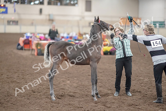 2019 Morgan Horse Show - Aug 31, 2019 - 00075