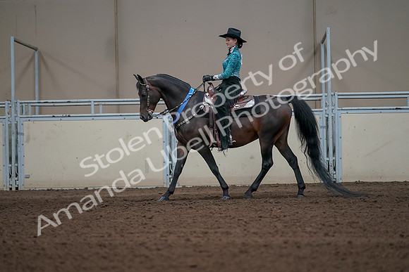 2019 Morgan Horse Show - Sept 01, 2019 - 07324