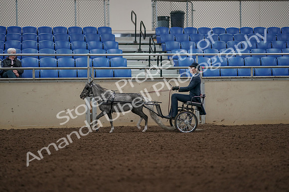 2019 Morgan Horse Show - Aug 31, 2019 - 04372