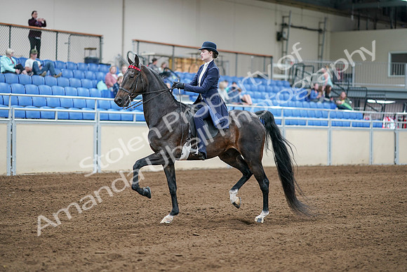 2020 - AB Morgan Horse - Sat, Sept 05 - 06175