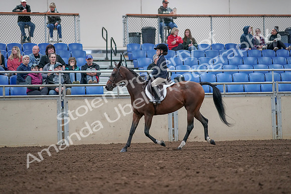 2019 Morgan Horse Show - Aug 31, 2019 - 19445