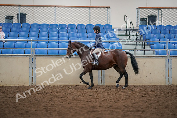 2019 Morgan Horse Show - Aug 30, 2019 - 23391