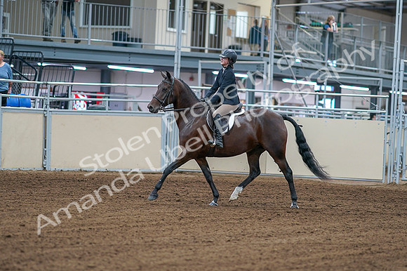 2020 - AB Morgan Horse - Fri, Sept 04 - 01492
