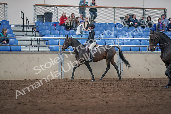 2019 Morgan Horse Show - Aug 31, 2019 - 20422