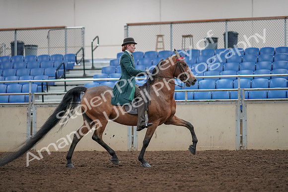 2019 Morgan Horse Show - Aug 30, 2019 - 28257