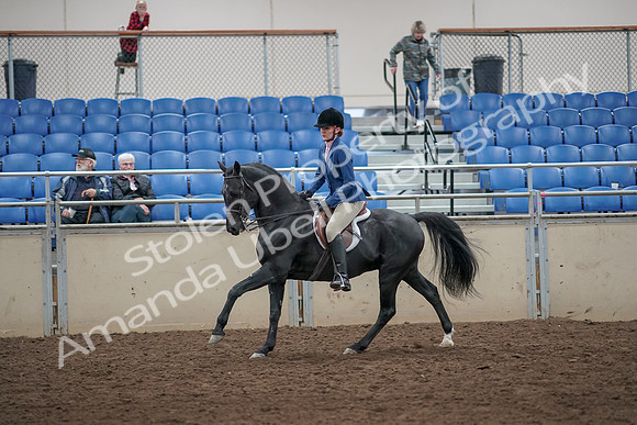 2019 Morgan Horse Show - Aug 31, 2019 - 07353