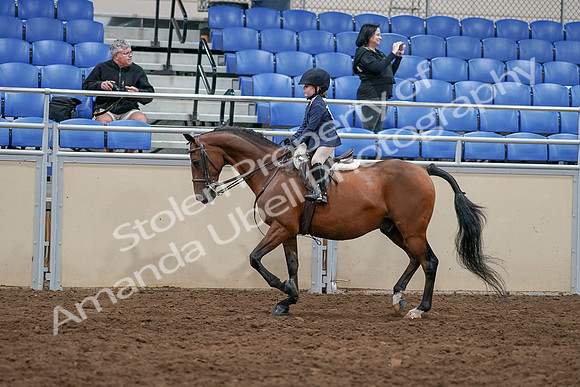 2020 - AB Morgan Horse - Sun, Sept 06 - 07694