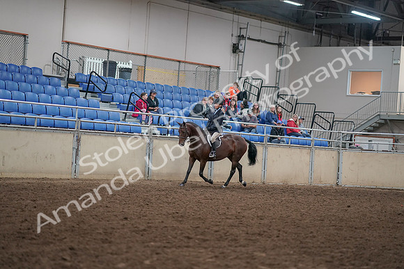 2019 Morgan Horse Show - Aug 30, 2019 - 12653