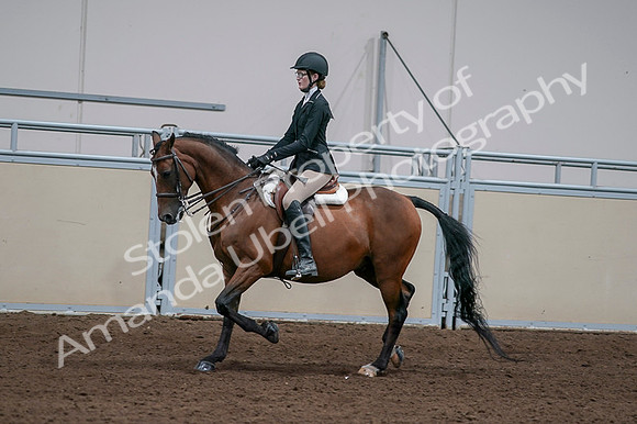 2020 - AB Morgan Horse - Fri, Sept 04 - 05936