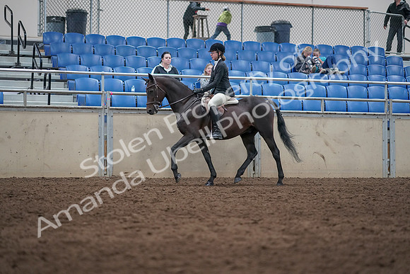 2019 Morgan Horse Show - Sept 01, 2019 - 09010