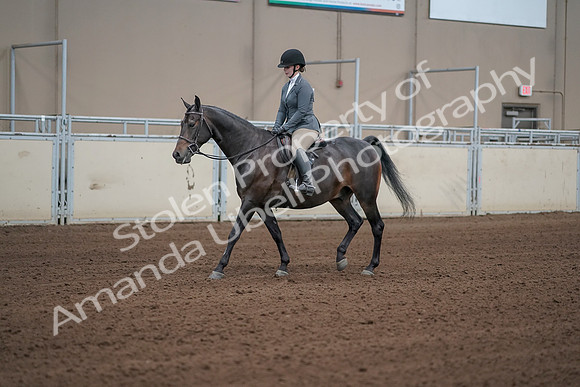 2019 Morgan Horse Show - Sept 01, 2019 - 10947