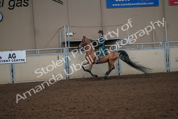 2019 Morgan Horse Show - Aug 30, 2019 - 28009