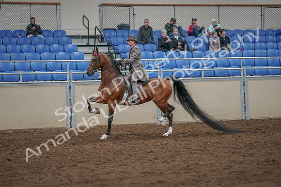 2020 - AB Morgan Horse - Fri, Sept 04 - 11383