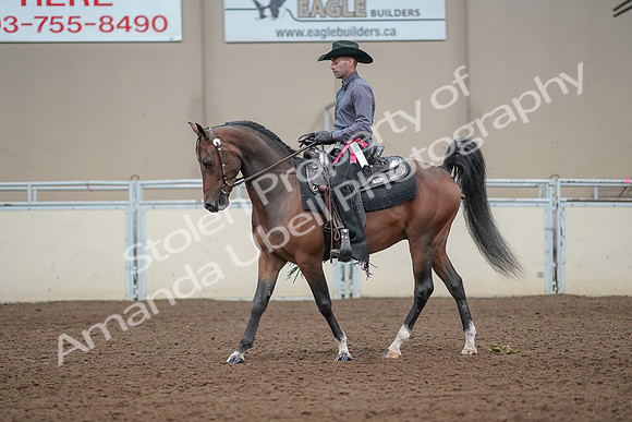 2019 Morgan Horse Show - Aug 31, 2019 - 06279