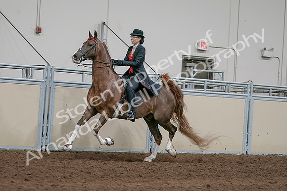 2020 - AB Morgan Horse - Fri, Sept 04 - 09727