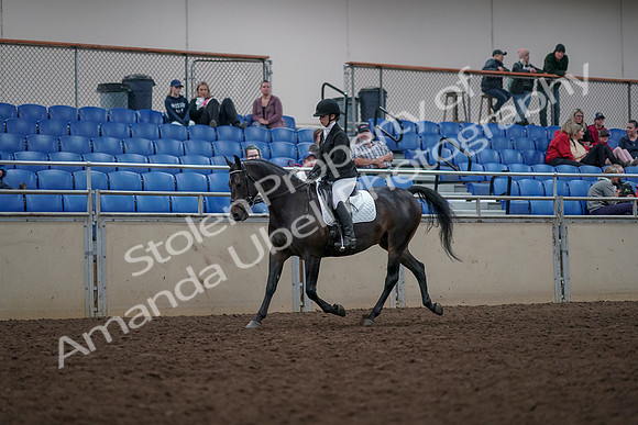 2019 Morgan Horse Show - Aug 31, 2019 - 16641