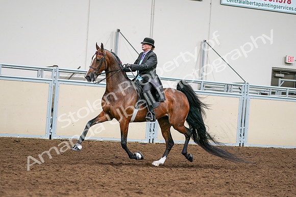2020 - AB Morgan Horse - Sat, Sept 05 - 12991