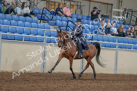 2020 - AB Morgan Horse - Fri, Sept 04 - 11464