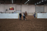 Class 077 - Morgan In Hand Suitable to be a Sport or Western Horse 2 yr & under
