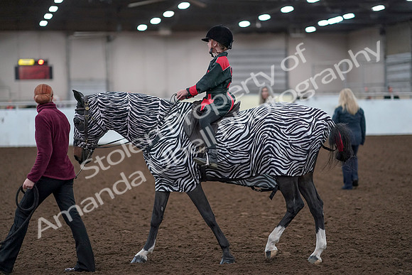 2019 Morgan Horse Show - Aug 31, 2019 - 10063