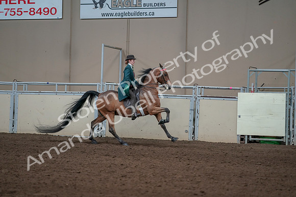 2019 Morgan Horse Show - Sept 01, 2019 - 13379