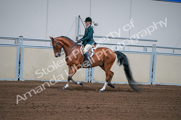 2020 - AB Morgan Horse - Fri, Sept 04 - 01593