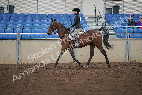 2019 Morgan Horse Show - Aug 30, 2019 - 20272