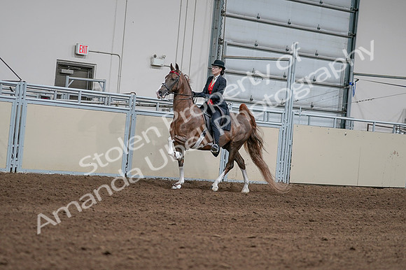 2020 - AB Morgan Horse - Fri, Sept 04 - 09584