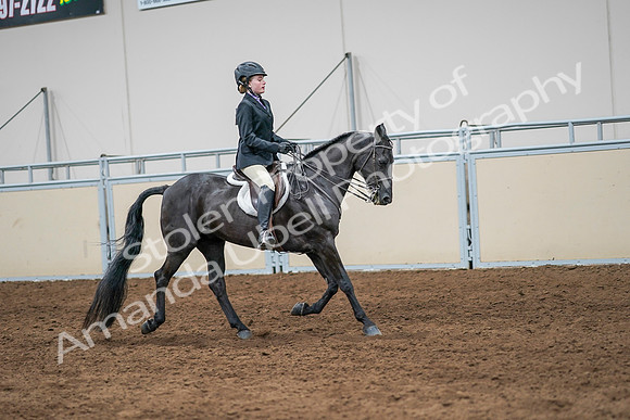 2020 - AB Morgan Horse - Sun, Sept 06 - 08043