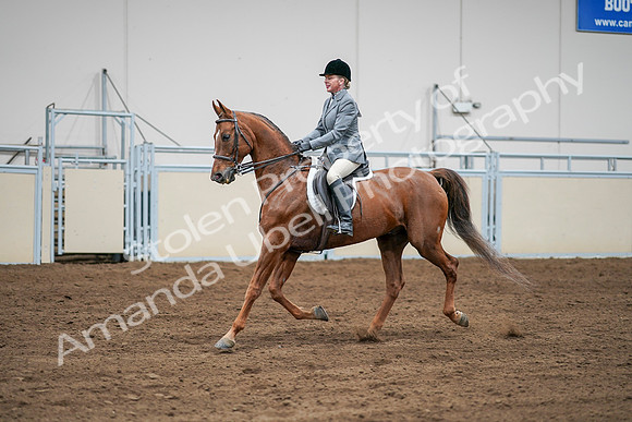2020 - AB Morgan Horse - Sat, Sept 05 - 03290
