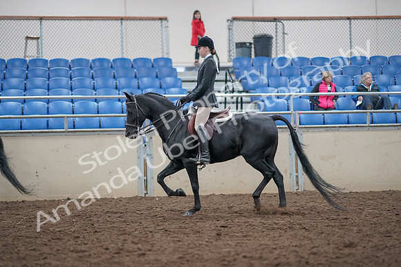 2019 Morgan Horse Show - Aug 31, 2019 - 17136