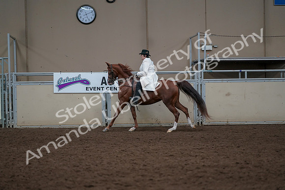 2019 Morgan Horse Show - Aug 31, 2019 - 17914