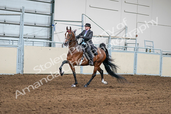 2020 - AB Morgan Horse - Sat, Sept 05 - 12971