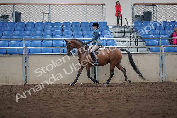 2019 Morgan Horse Show - Aug 31, 2019 - 17133