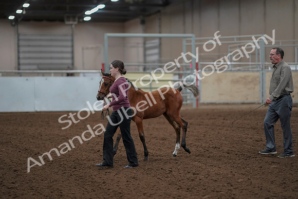 2019 Morgan Horse Show - Aug 30, 2019 - 24785