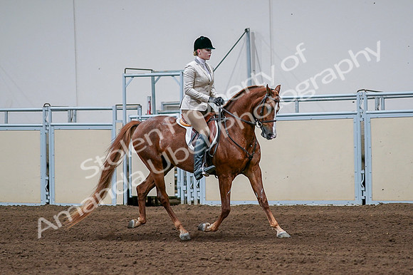 2020 - AB Morgan Horse - Fri, Sept 04 - 01710