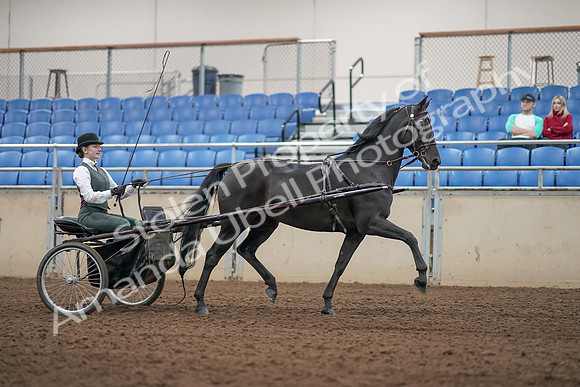 2019 Morgan Horse Show - Aug 31, 2019 - 04723