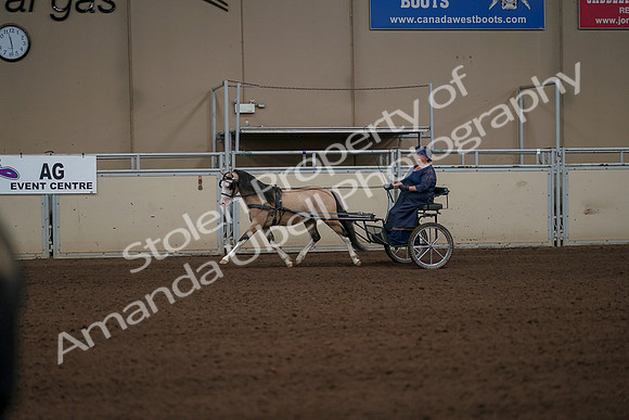 2019 Morgan Horse Show - Aug 31, 2019 - 04333