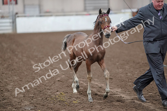 2019 Morgan Horse Show - Aug 31, 2019 - 00855