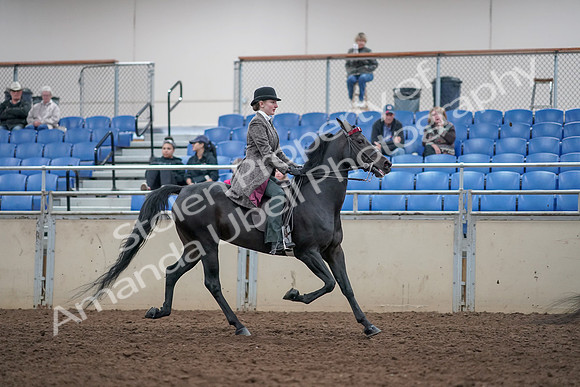2019 Morgan Horse Show - Aug 31, 2019 - 09654