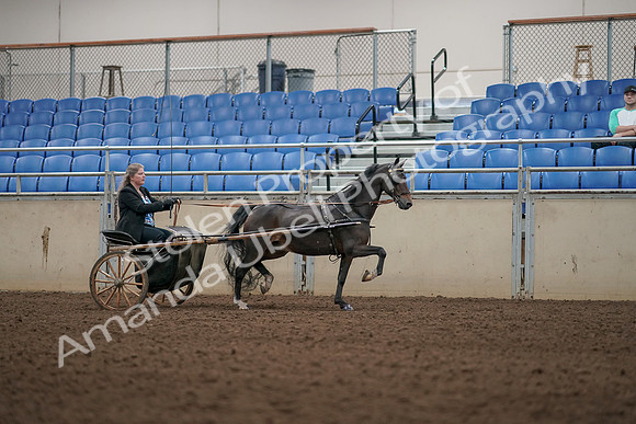 2019 Morgan Horse Show - Aug 31, 2019 - 04454