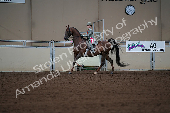 2019 Morgan Horse Show - Aug 30, 2019 - 18227
