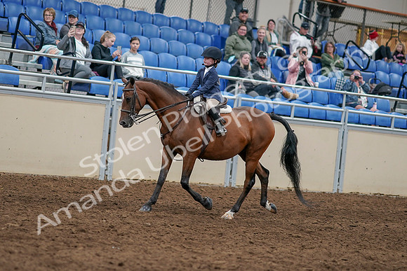 2020 - AB Morgan Horse - Sun, Sept 06 - 07893
