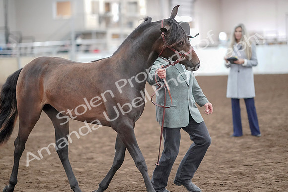 2019 Morgan Horse Show - Aug 31, 2019 - 02873