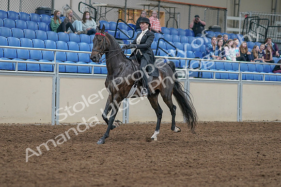 2020 - AB Morgan Horse - Fri, Sept 04 - 11332
